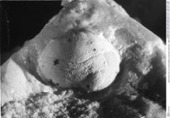 Historisches Foto von Cracensigillatus acutirostris (Moericke, 1889) (NHMW-AFW-GEO-BACHMAYER-FOTO-1990-0041-2269)